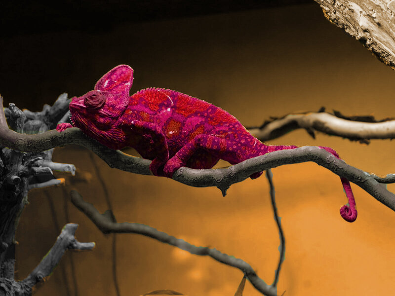 Pink Chameleon on Branch