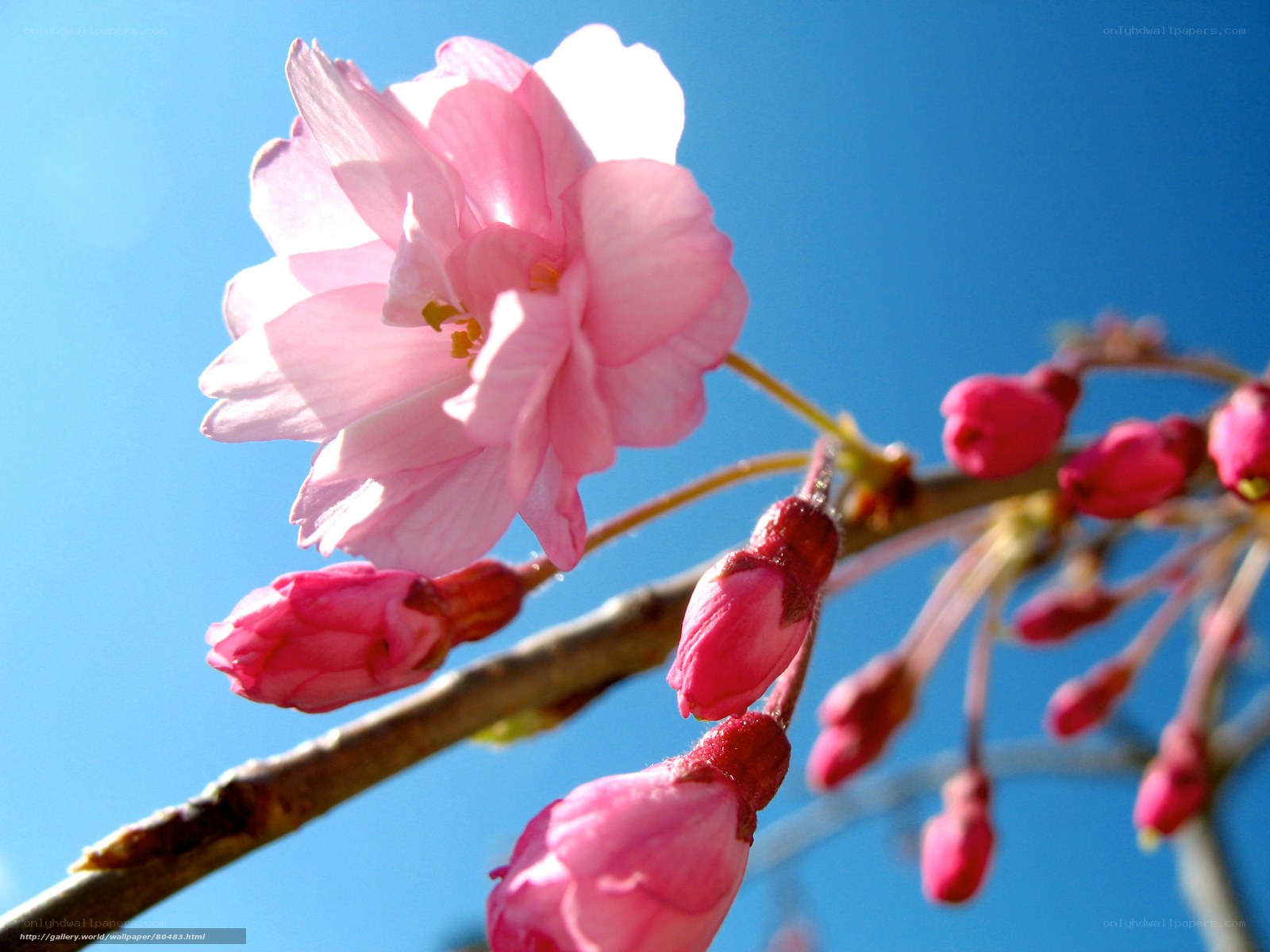 Pink cherry blossom against blue sky