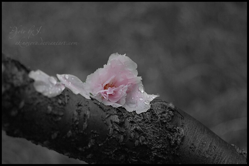 Pink Cherry Blossom — Black