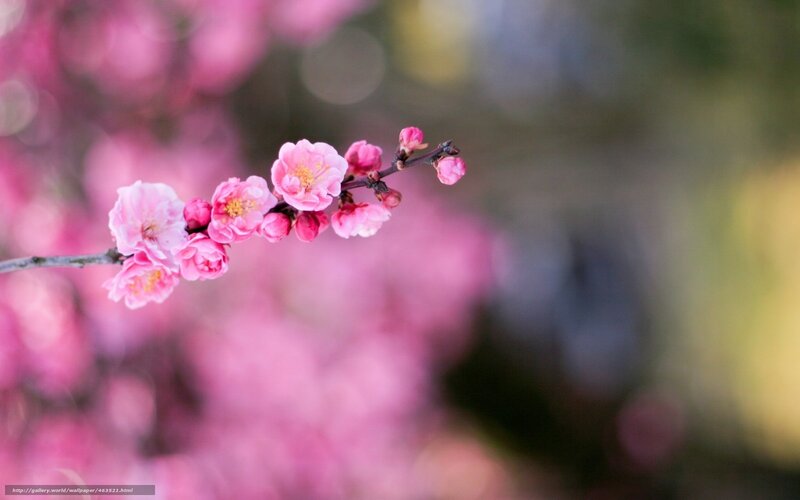 Pink Cherry Blossom Branch — Serene