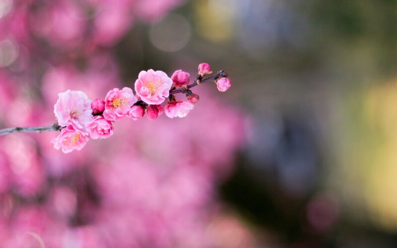 Pink Cherry Blossom Branch