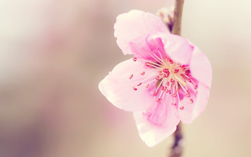 Pink Cherry Blossom — Brown
