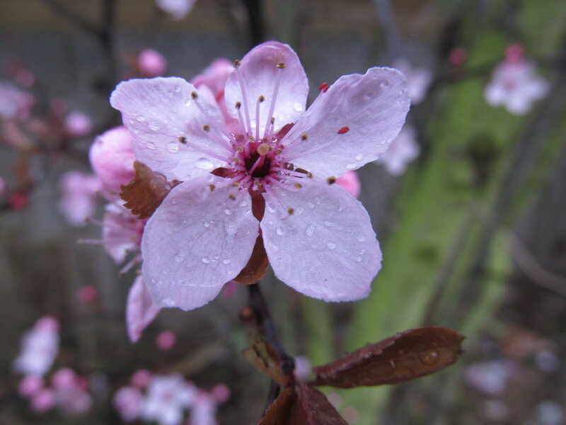 Pink Cherry Blossom — Calm, Spring
