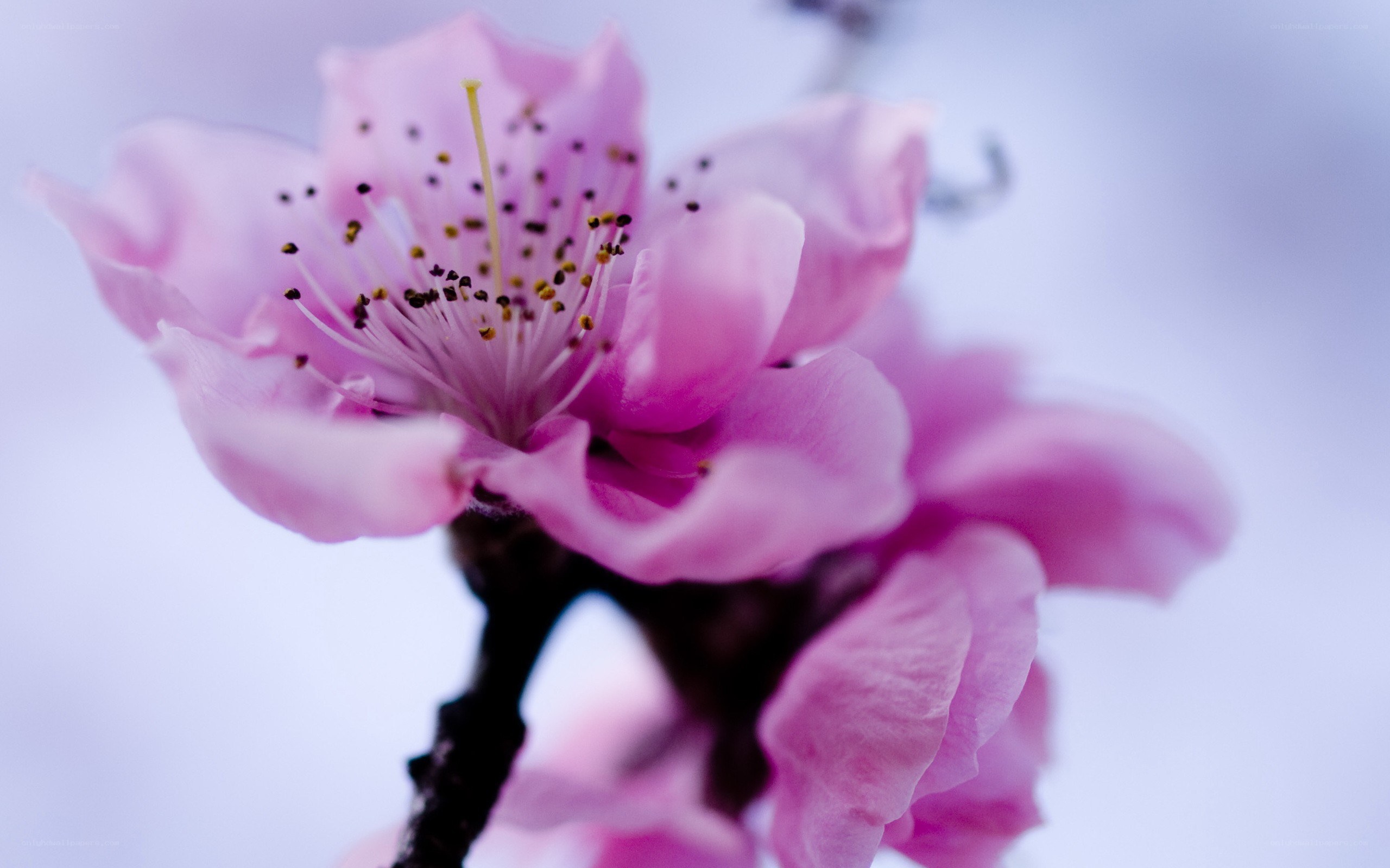 Pink cherry blossom close-up