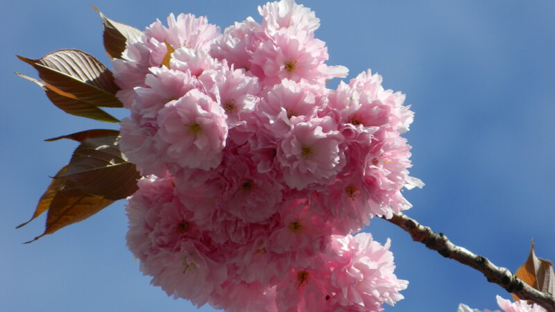 Pink Cherry Blossom Cluster — Serene