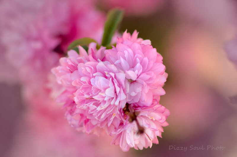 Pink Cherry Blossom Cluster