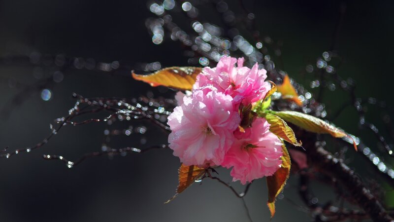 Pink Cherry Blossom — Dramatic, Spring, Photograph, Flower