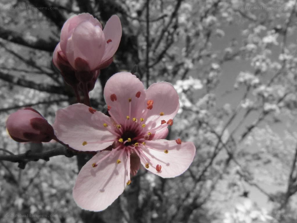 pink cherry blossom flower