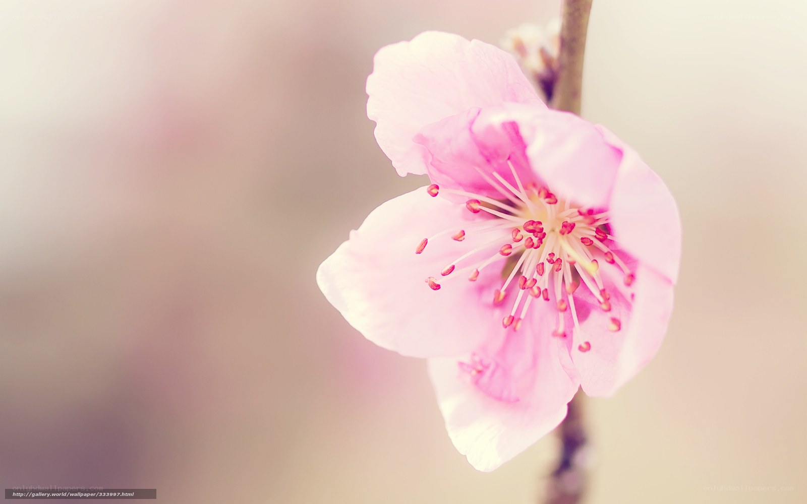 pink cherry blossom flower
