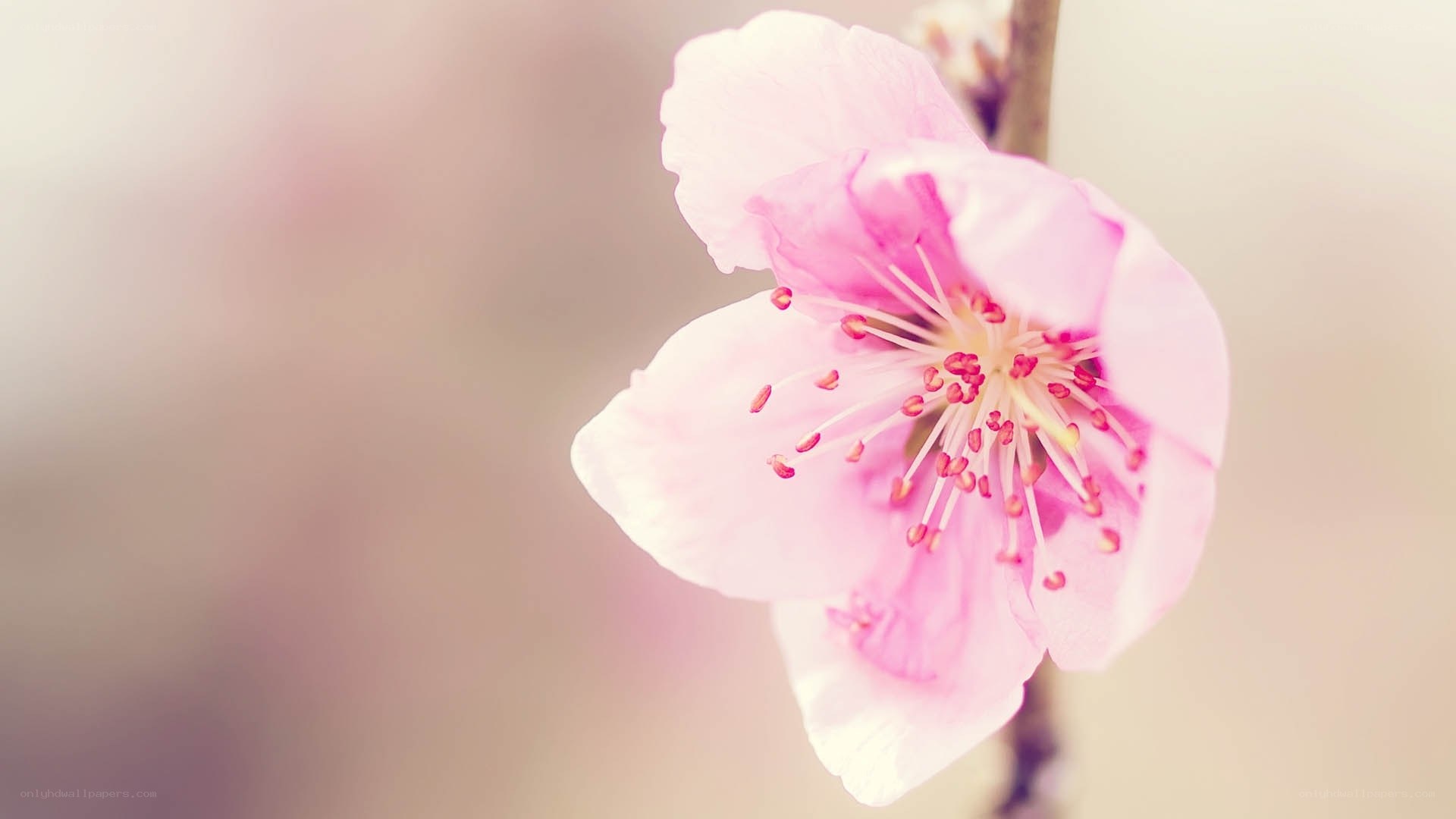pink cherry blossom flower