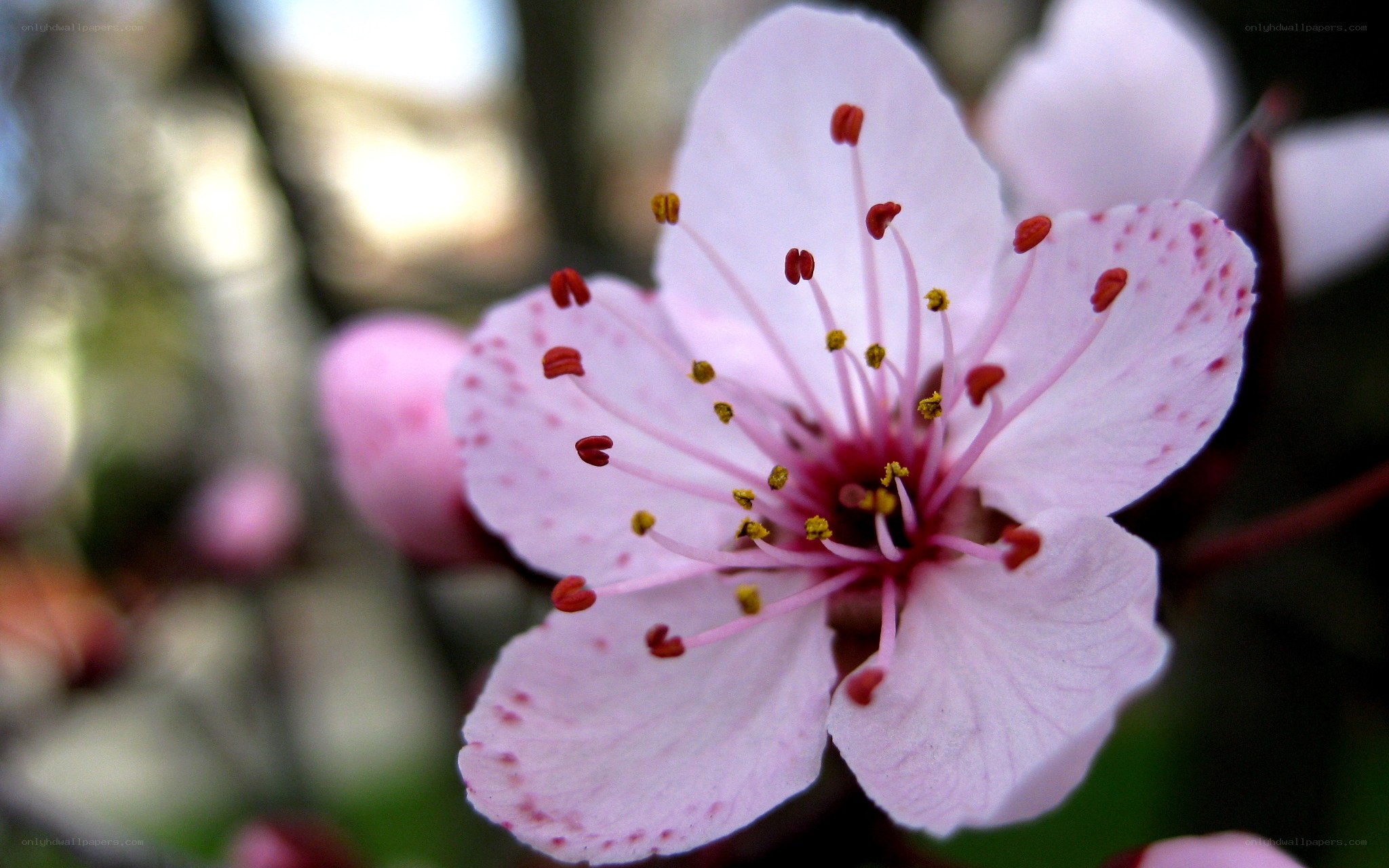 pink cherry blossom flower