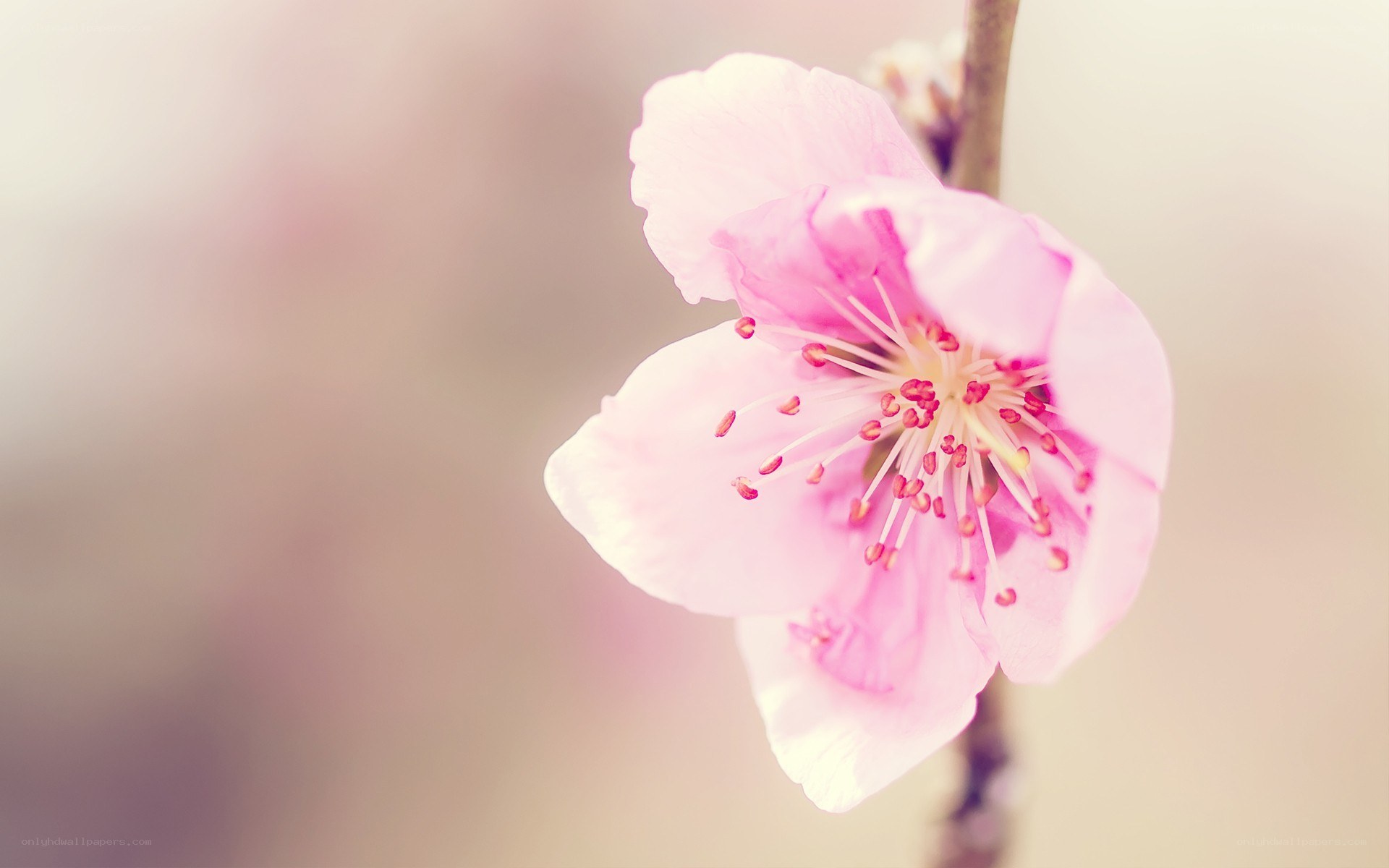 pink cherry blossom flower