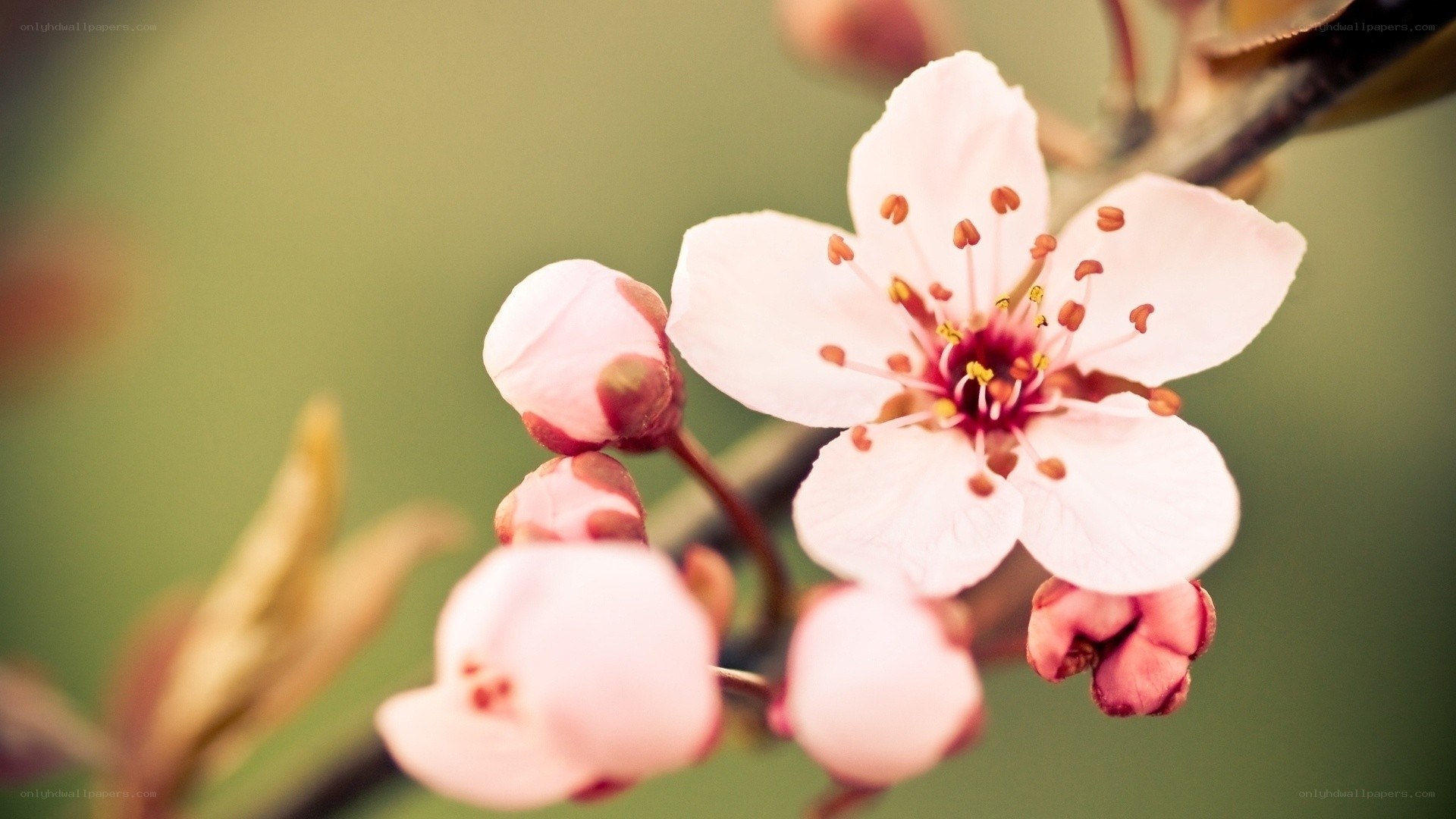 pink cherry blossom flower