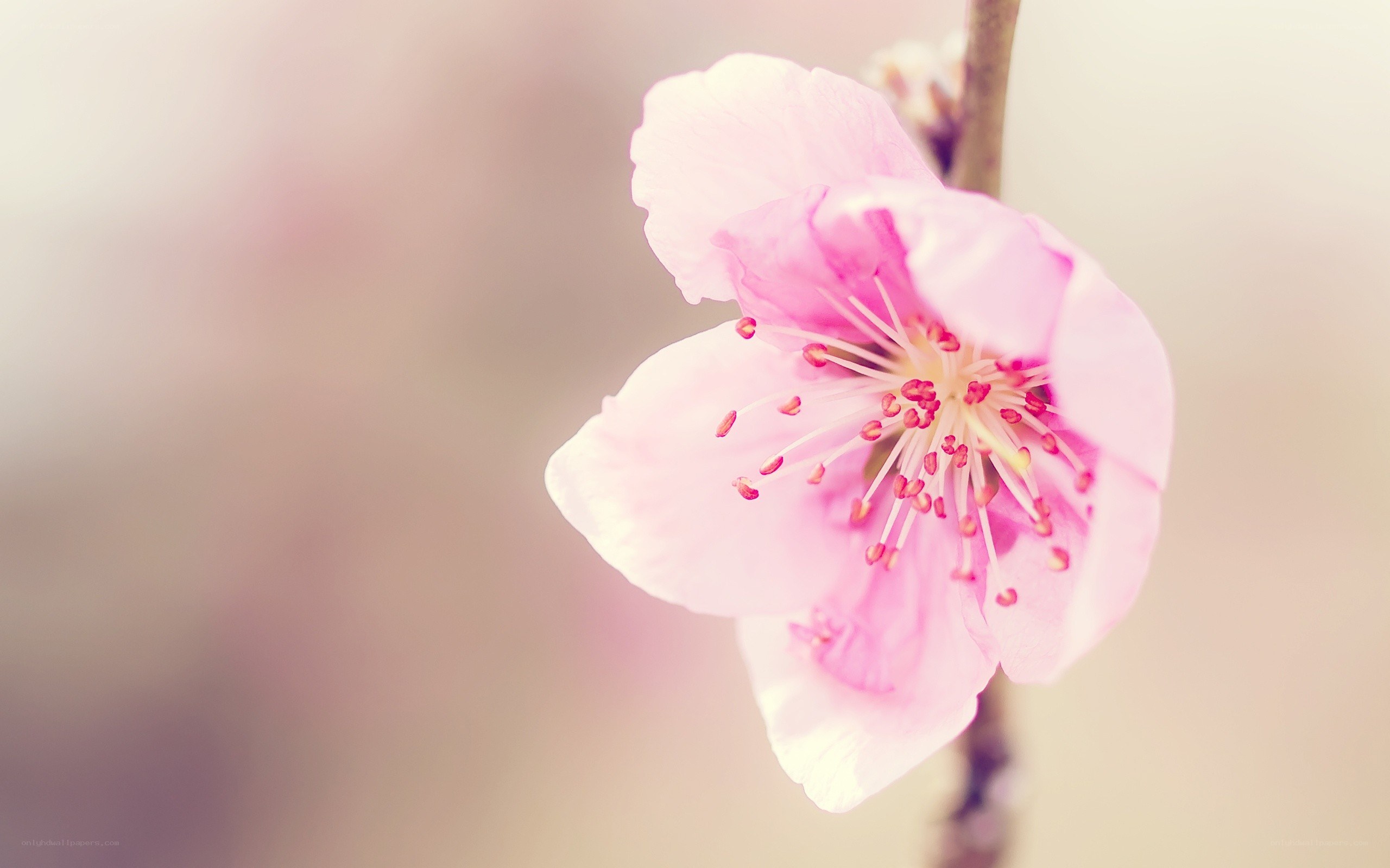 pink cherry blossom flower