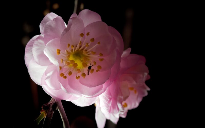 Pink Cherry Blossom Flower — Dramatic