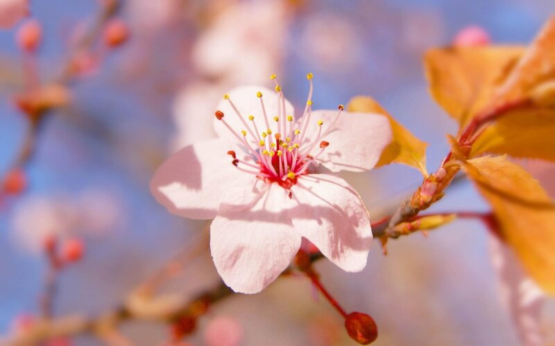 Pink Cherry Blossom Flower — Serene, Spring, Photograph