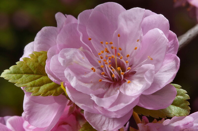 Pink Cherry Blossom Flower — Serene