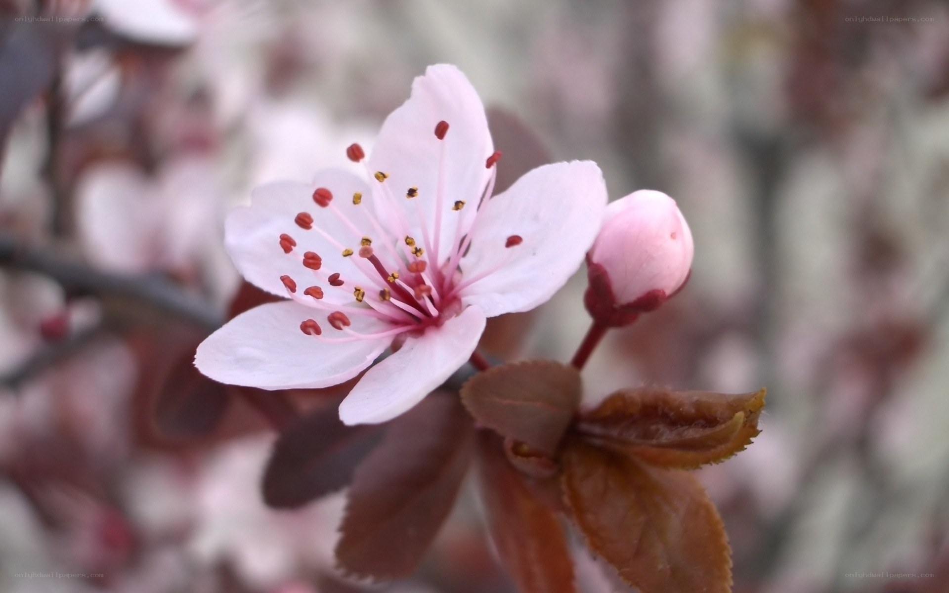 Pink cherry blossom flower