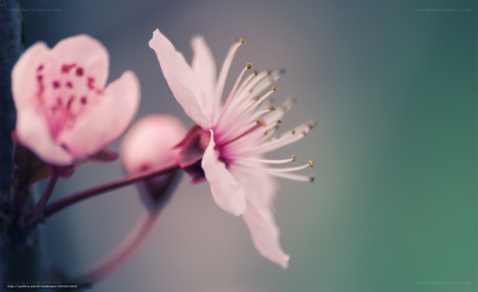 Pink cherry blossom flowers