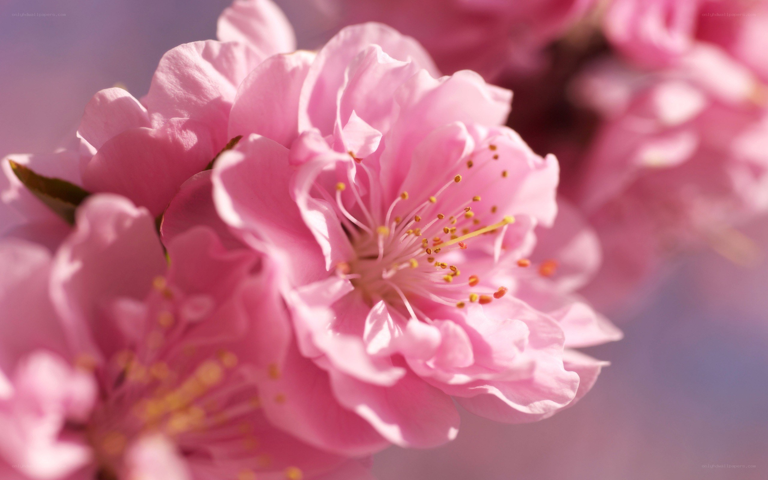 Pink cherry blossom in bloom