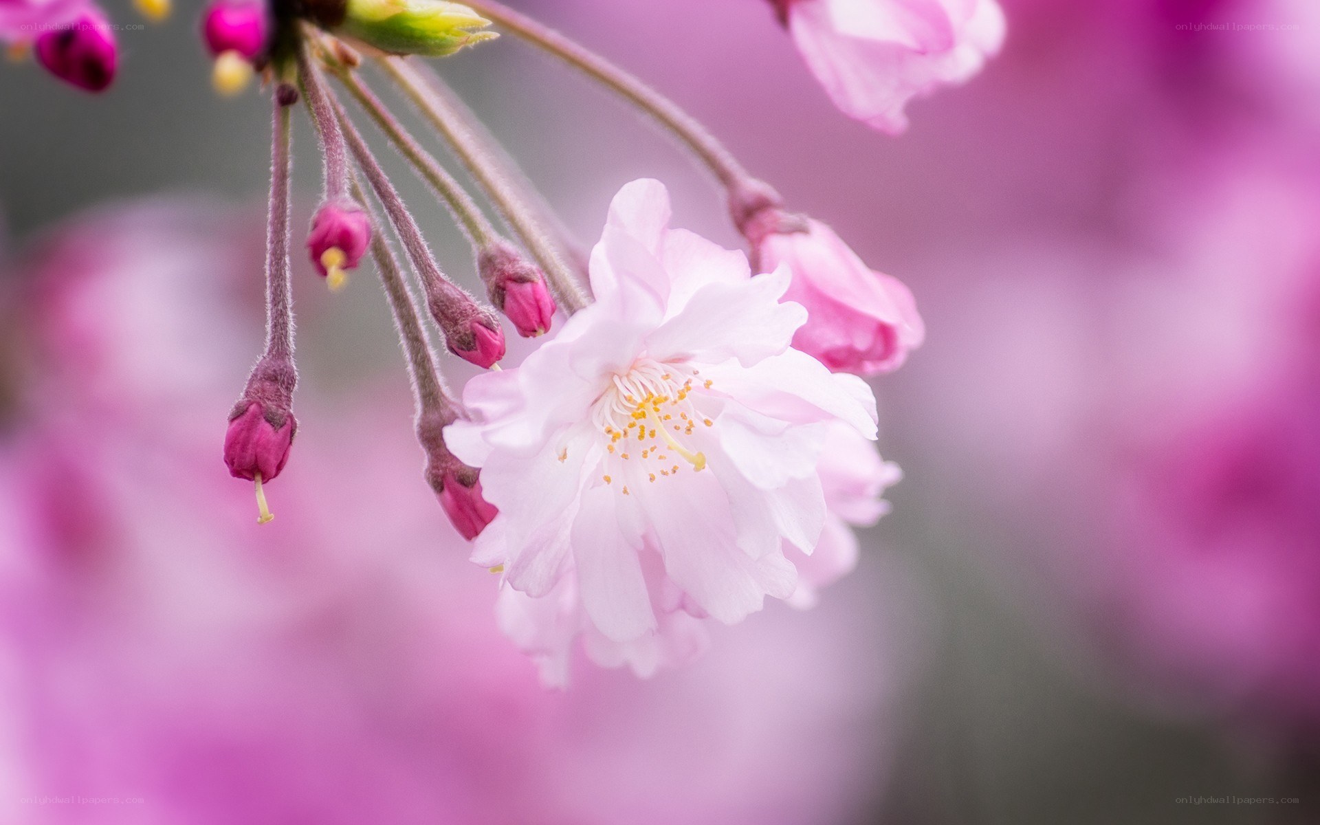 Pink cherry blossom in bloom