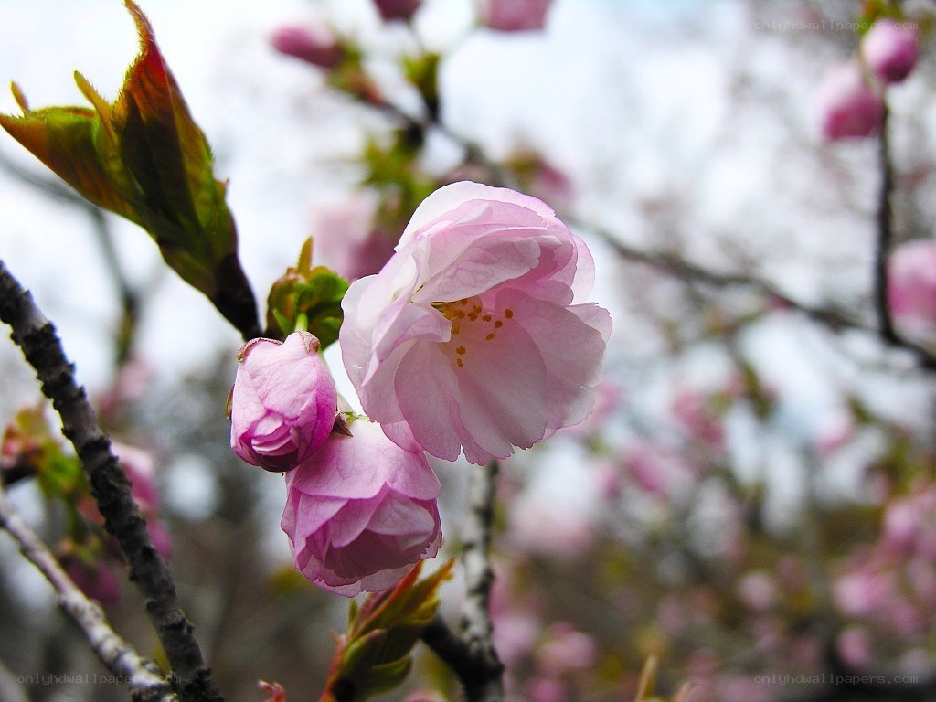 Pink cherry blossom in bloom