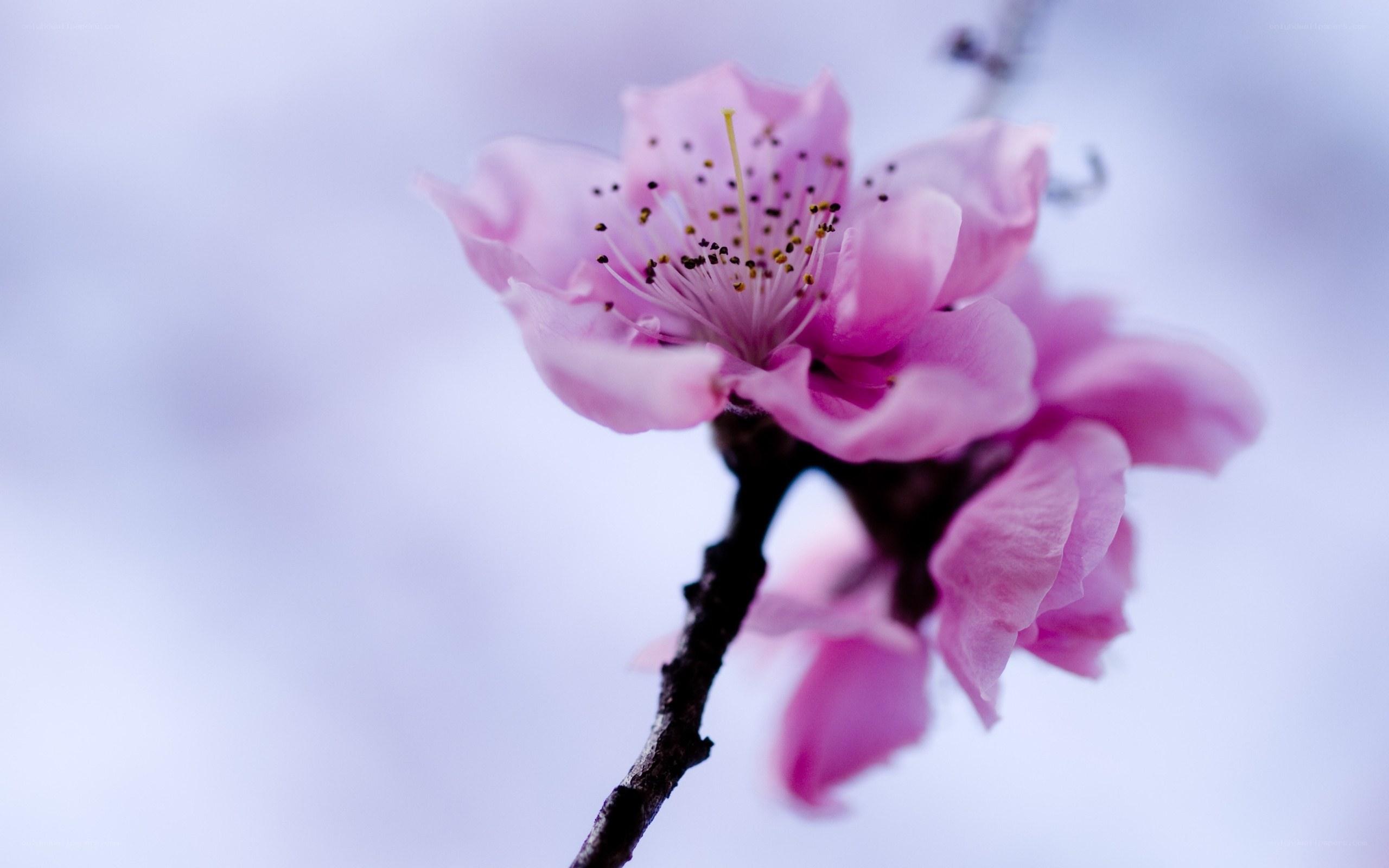 Pink cherry blossom in bloom