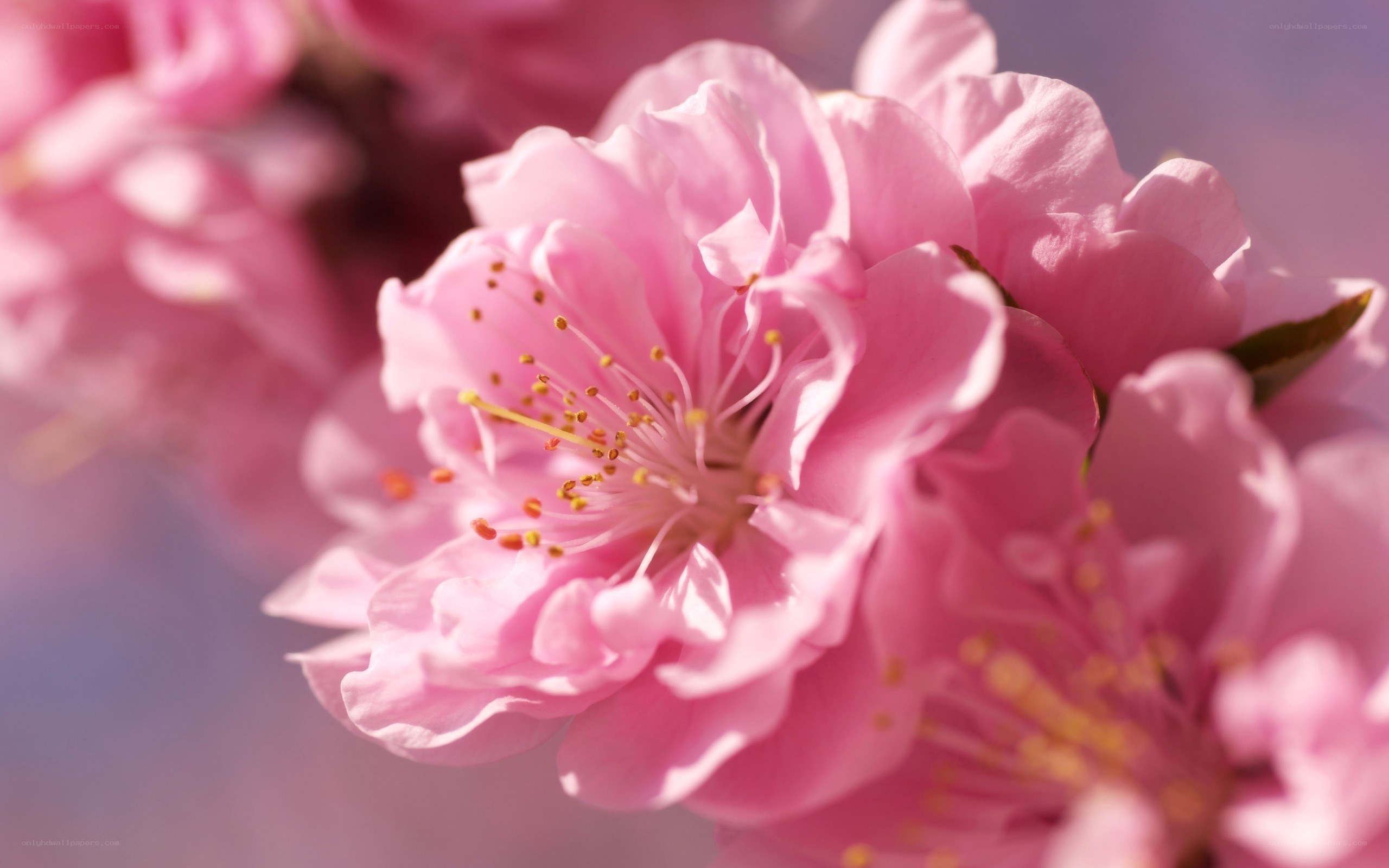 Pink cherry blossom in bloom