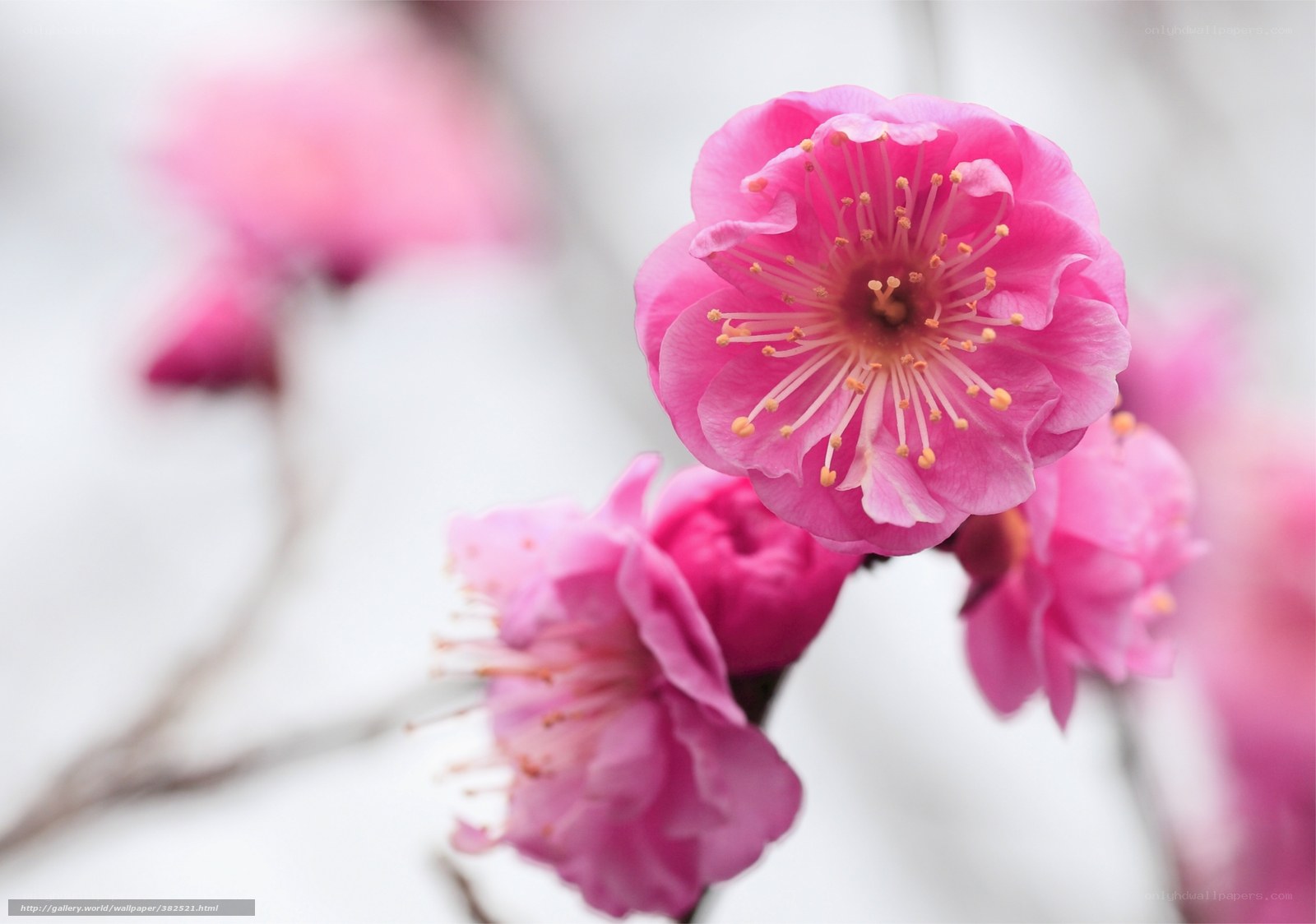 Pink cherry blossom in bloom