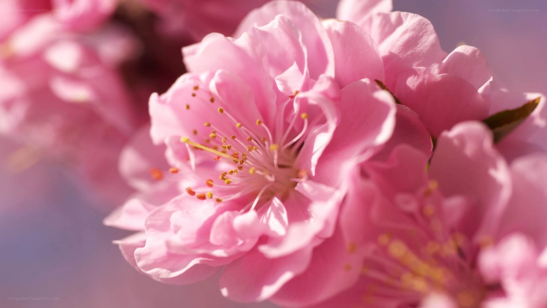 Pink cherry blossom in bloom