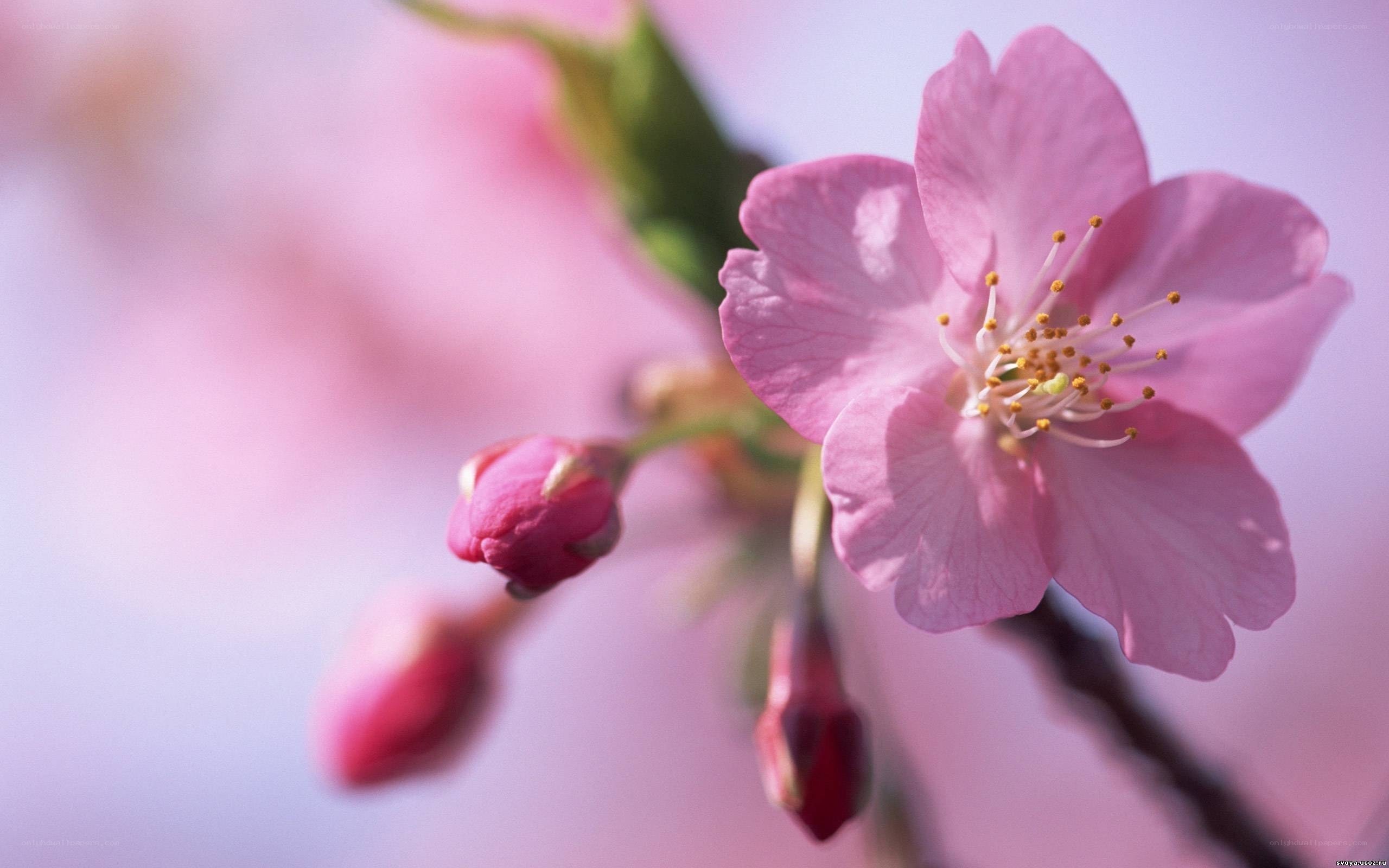 Pink cherry blossom in bloom
