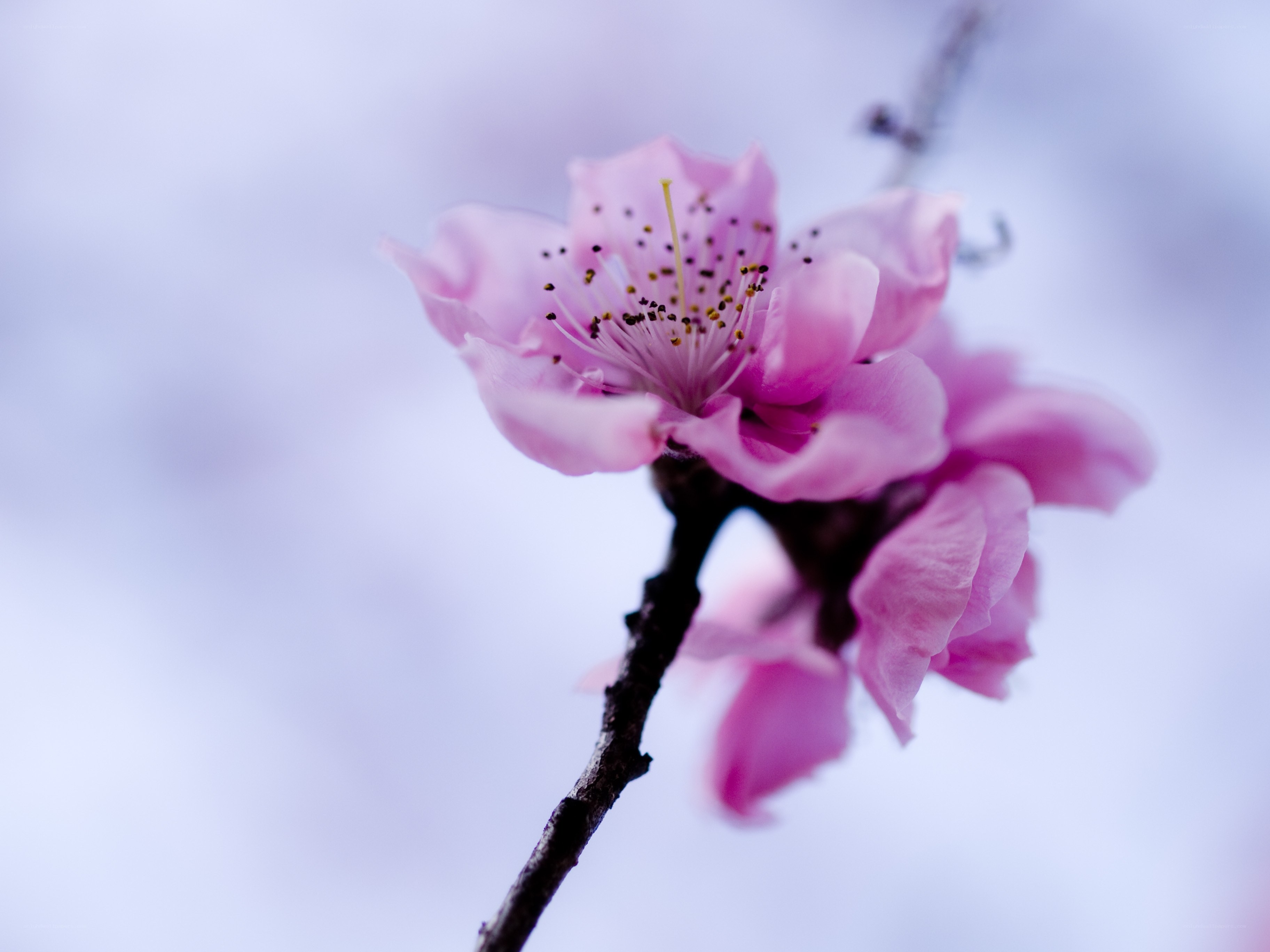 Pink cherry blossom in bloom