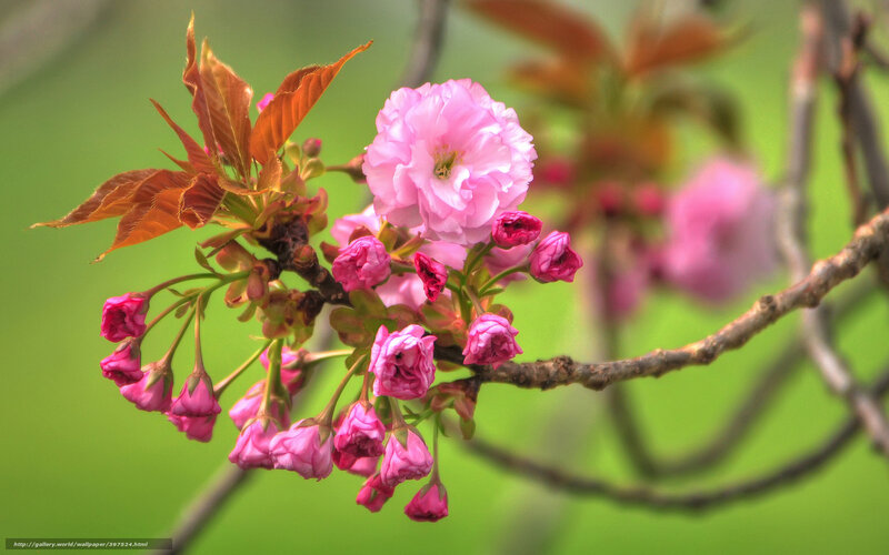 Pink cherry blossom in spring