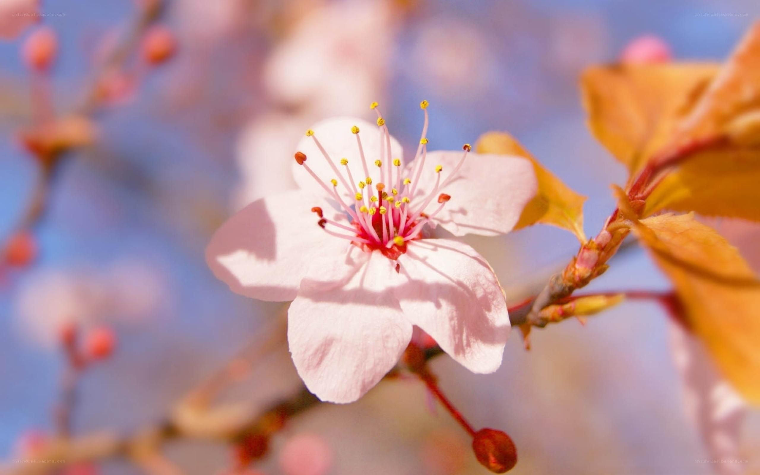 Pink cherry blossom in spring