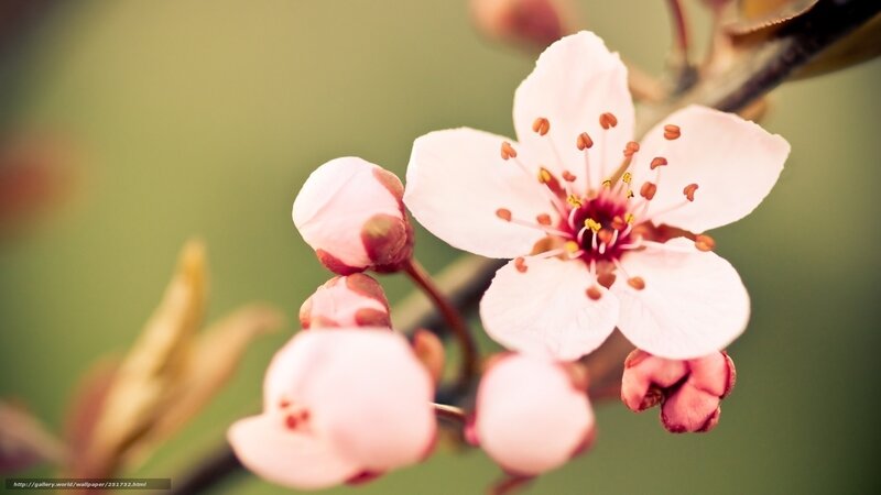 Pink cherry blossom in spring