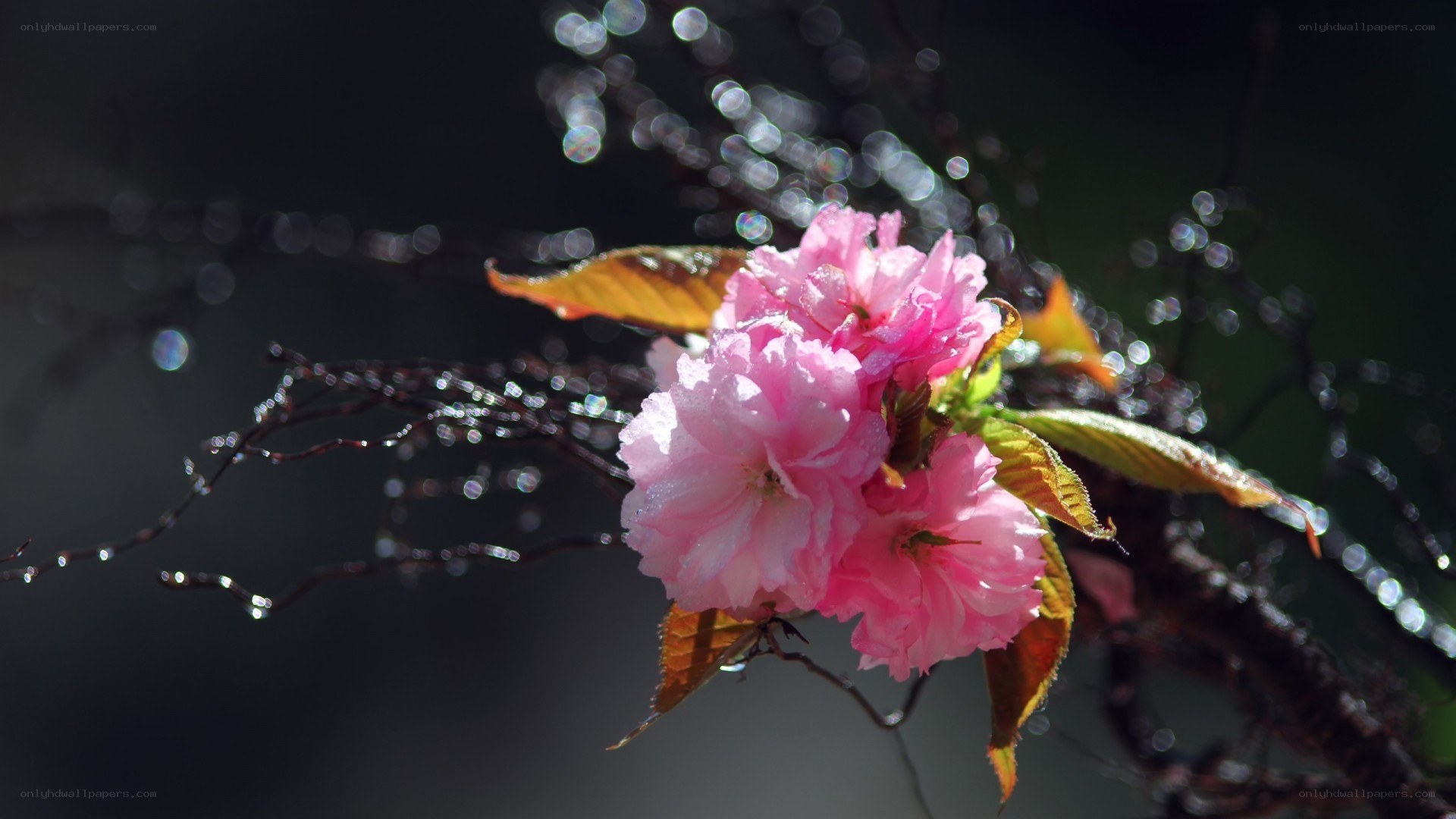 Pink cherry blossom in sunlight