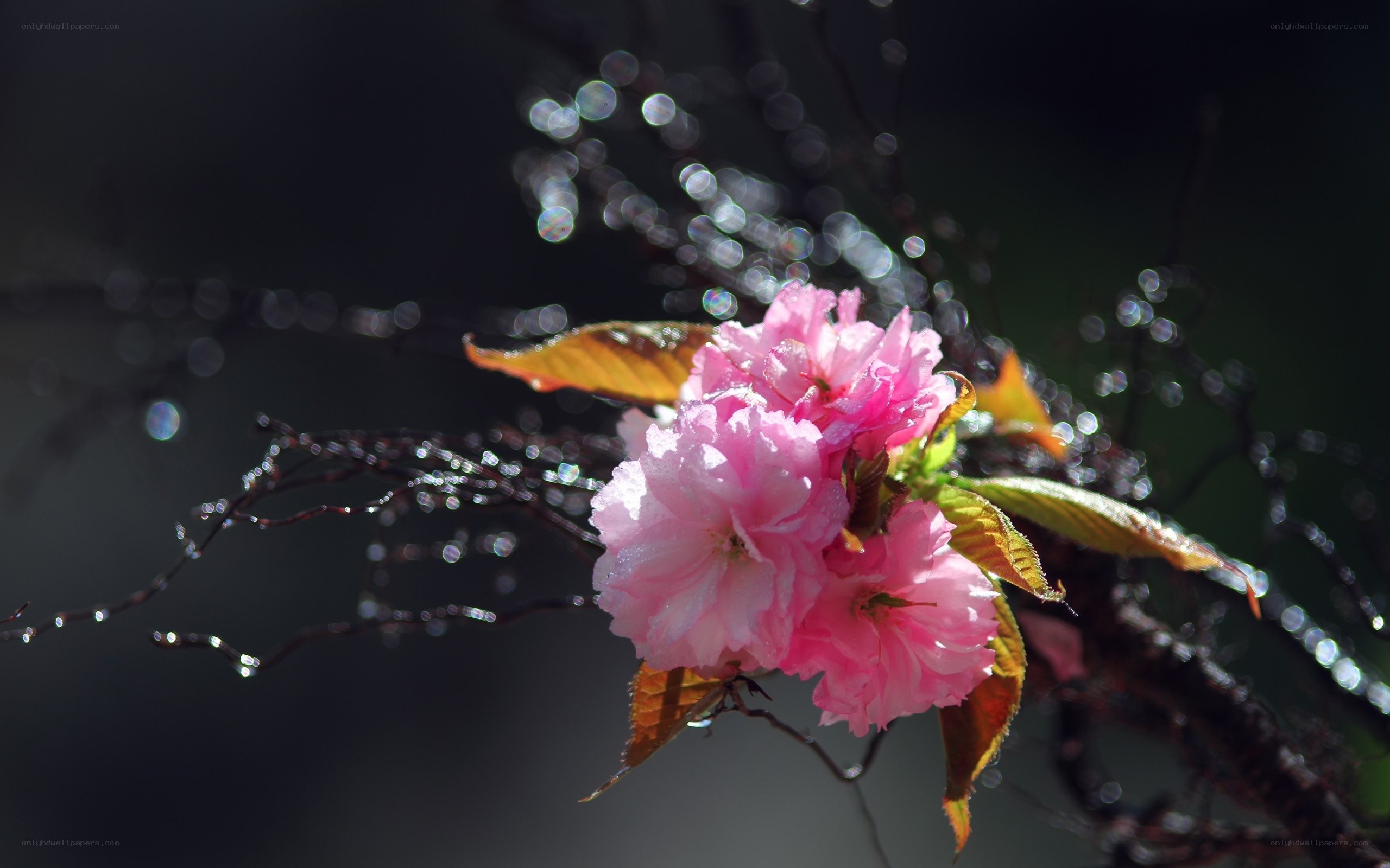 Pink cherry blossom in sunlight