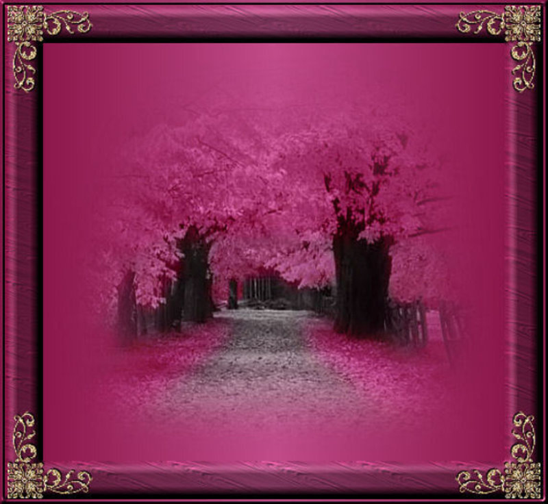 pink cherry blossom path