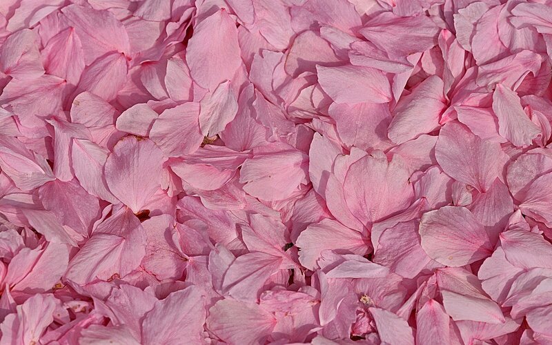 Pink Cherry Blossom Petals — Calm