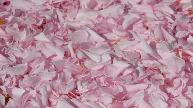 Pink Cherry Blossom Petals