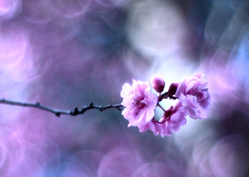 Pink Cherry Blossom — Purple, Serene, Spring