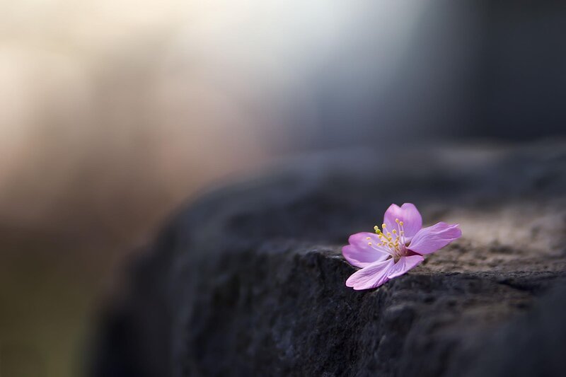 Pink Cherry Blossom — Purple, Serene