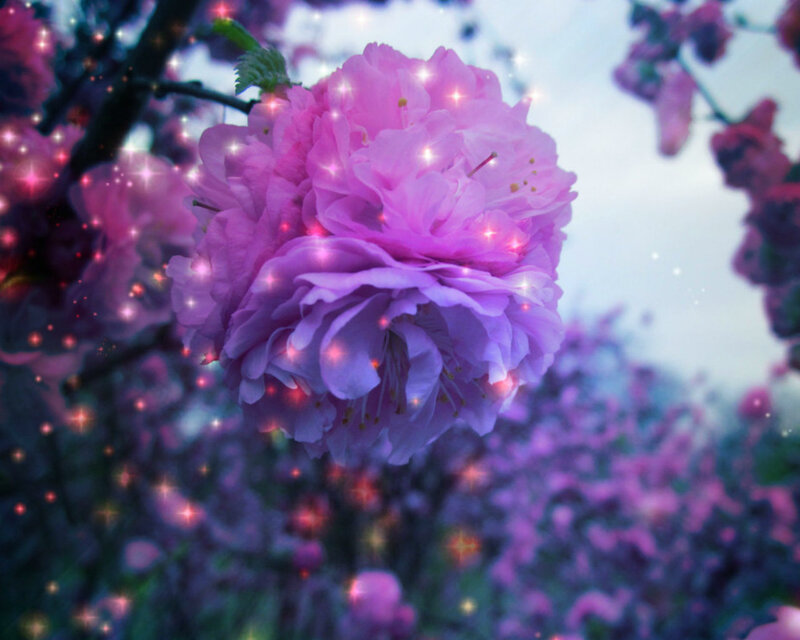 Pink Cherry Blossom — Purple