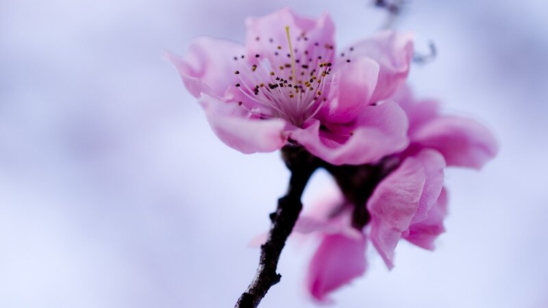 Pink Cherry Blossom — Serene, Photograph