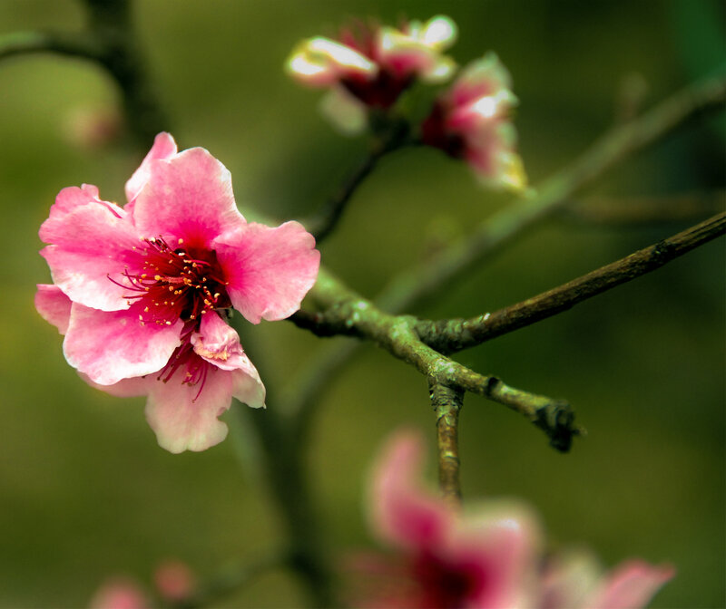 Pink Cherry Blossom — Serene, Spring, Photograph, Branch, Bloom