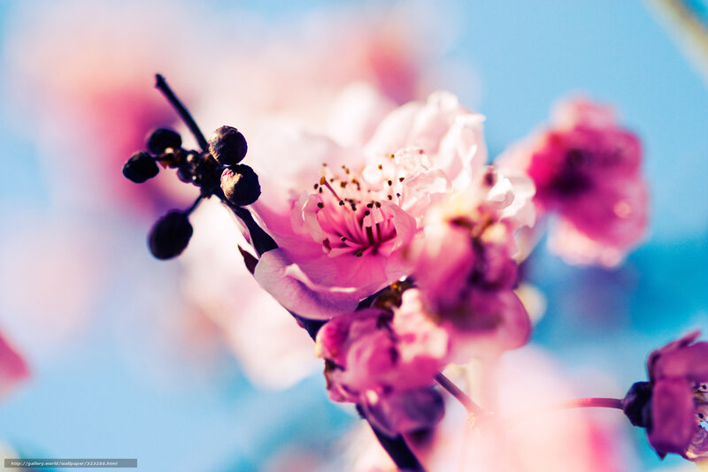 Pink Cherry Blossom — Serene, Spring, Photograph, Branch, Sky, Buds