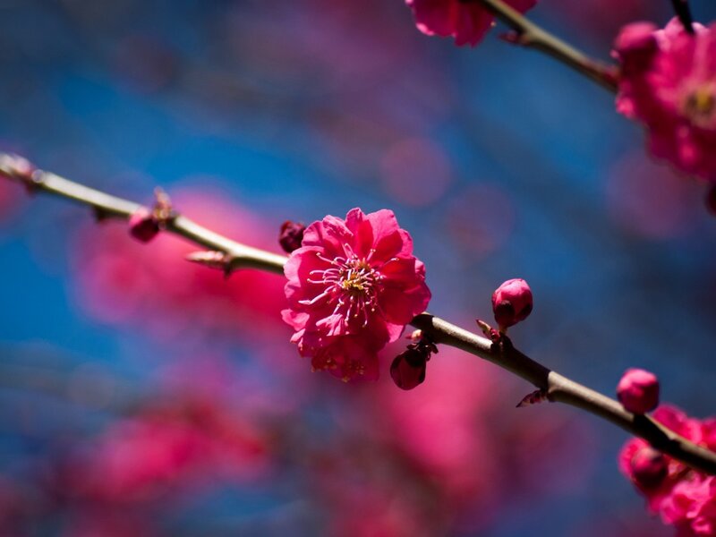 Pink Cherry Blossom — Serene, Spring, Photograph, Branch, Sky