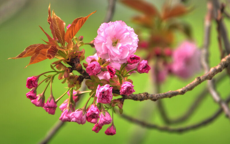 Pink Cherry Blossom — Serene, Spring, Photograph, Branch