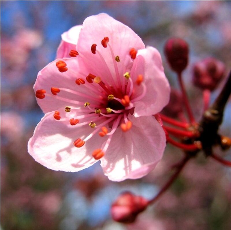 Pink Cherry Blossom — Serene, Spring, Photograph, Bud, Branch