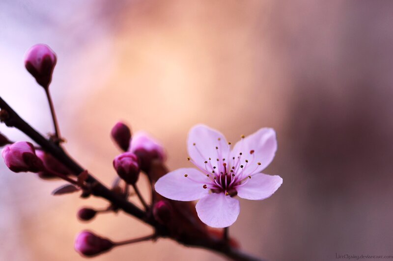 Pink Cherry Blossom — Serene, Spring, Photograph, Bud